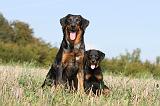 BEAUCERON - ADULTS and PUPPIES 026